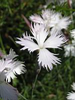 Dianthus Hungaricus (fam. Caryophyllacees) (02) (Photo F. Mrugala)
